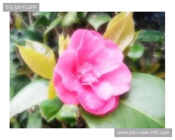 卢卡库背身强突赢得罚球，展现超级前锋的硬核力量